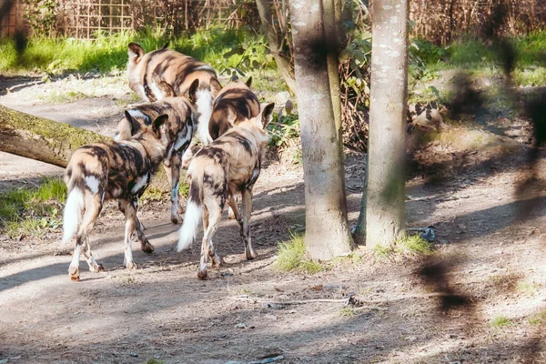 Group Patterned Hyenas Park —  Fotos de Stock