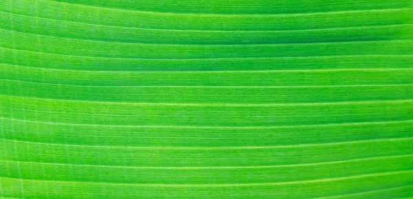 Yaprak Dokusunun Makro Görüntüsü — Stok fotoğraf