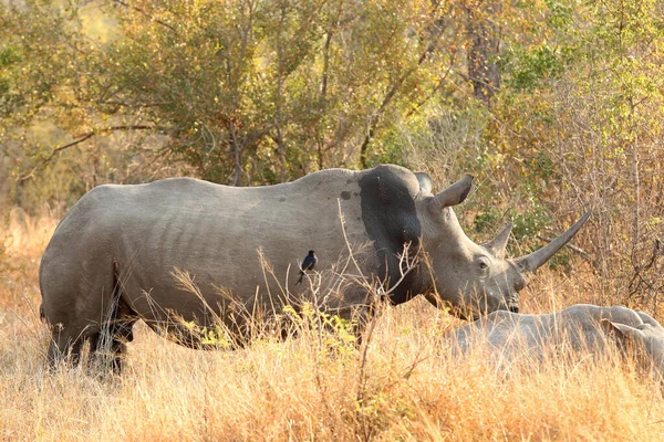 Plan Sélectif Gros Rhinocéros Dans Forêt — Photo