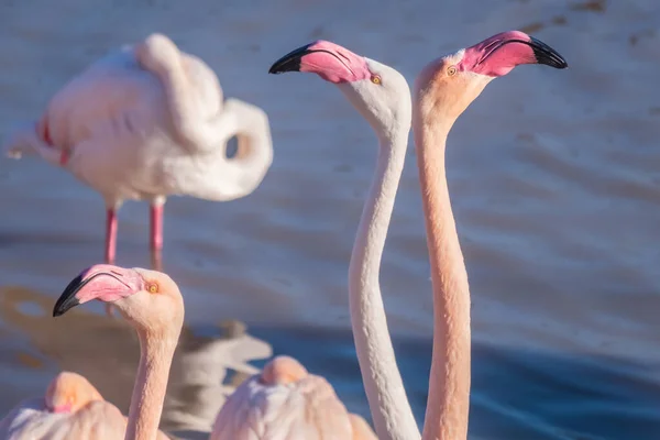 Eine Nahaufnahme Von Zwei Schönen Flamingos Die Einander Gegenüberstehen — Stockfoto