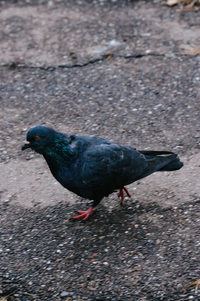 Eine Vertikale Aufnahme Einer Schwarzen Taube Auf Dem Steinernen Boden — Stockfoto