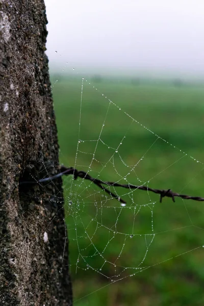 Plan Vertical Une Toile Araignée Avec Des Gouttelettes Eau Sur — Photo