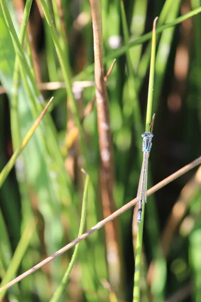 Vertical Selective Focus Common Blue Damselfly Enallagma Cyathigerum Grass — Stock Photo, Image