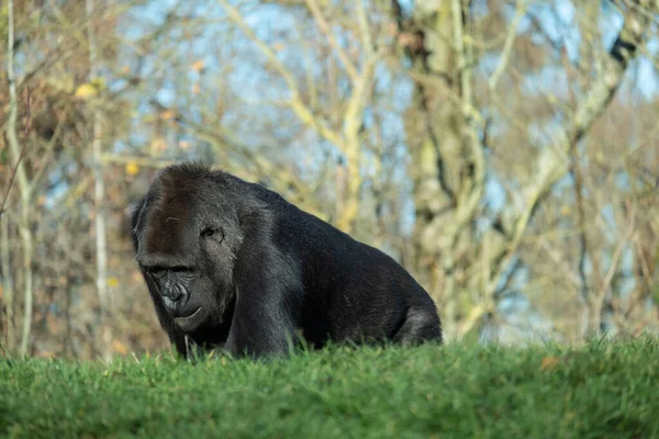 Gros Plan Gorille Marchant Sur Herbe Dans Montagne — Photo