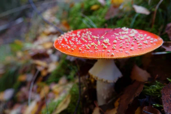 Μια Επιλεκτική Φωτογραφία Της Amanita Muscaria Κοινώς Γνωστή Μύγα Αγαρική — Φωτογραφία Αρχείου