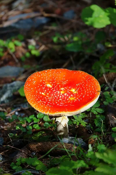 Selektiv Fokusbild Amanita Muscaria Allmänt Känd Som Flugan Agaric Skogen — Stockfoto