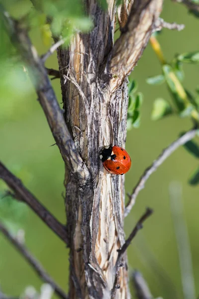 Vertical Shot Ladybug Tree Bark — Stock Photo, Image