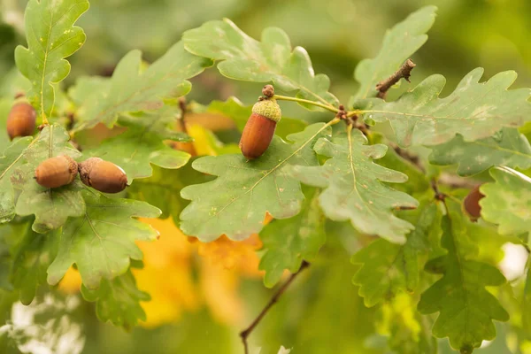 Eine Nahaufnahme Von Eicheln Auf Dem Baum — Stockfoto