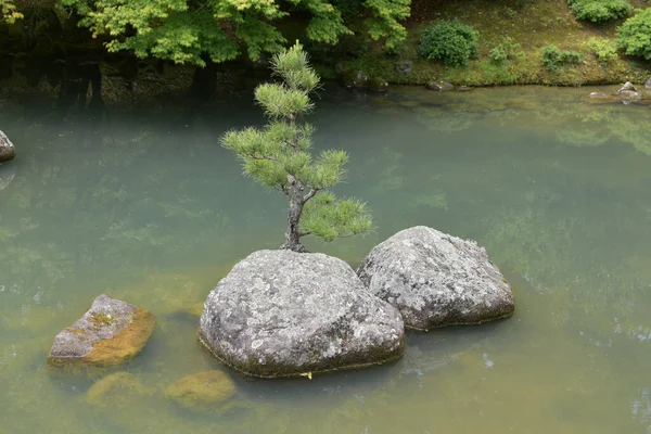 View Lone Small Pine Tree Island Japanese Rock Garden Pond — Stock Photo, Image