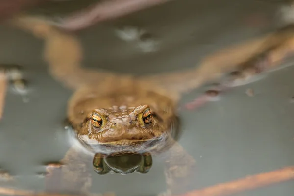갈대와 사이에 연못의 개구리 — 스톡 사진