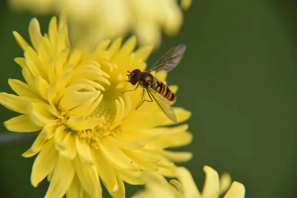 Een Close Shot Van Een Bij Verzamelen Stuifmeel Een Gele — Stockfoto