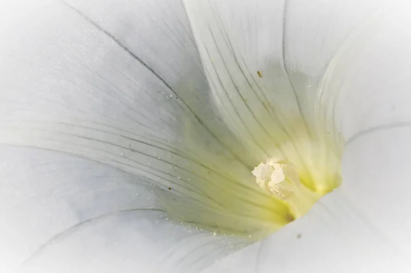 Güzel Beyaz Bir Çiçeğin Makro Görüntüsü — Stok fotoğraf