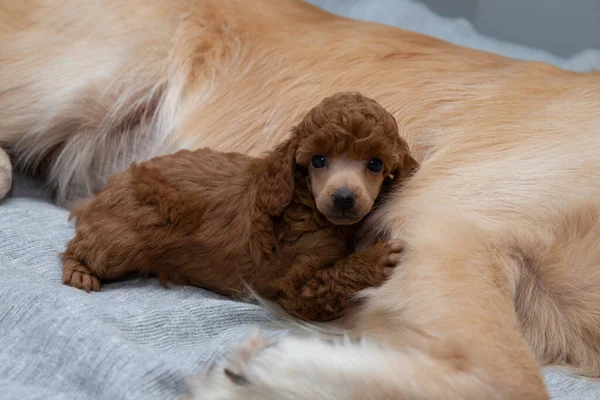 Cute Toy Poodle Leaning His Friend Golden Retriever Resting Soft — Stock Photo, Image