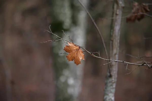 秋天干枯的树叶落在森林的树枝上 — 图库照片