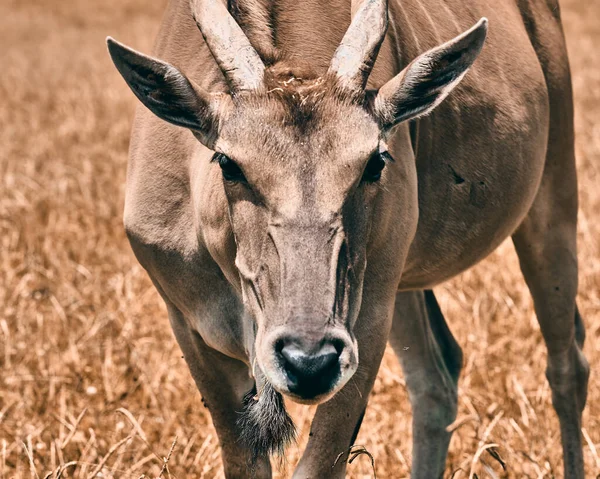 Tiro Perto Veado Cauda Branca — Fotografia de Stock