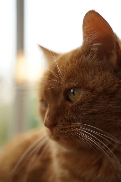 Closeup Cute Red Headed Pensive Ginger Cat — Stock Photo, Image