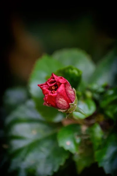 Selective Focus Shot Beautiful Blooming Shoeblackplant — Stock Photo, Image