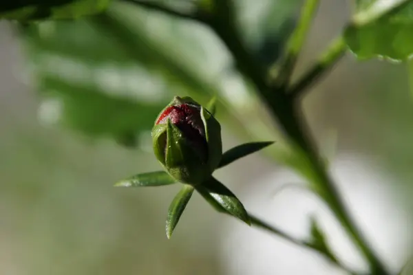 Selektiv Fokusbild Röd Blommande Knopp — Stockfoto