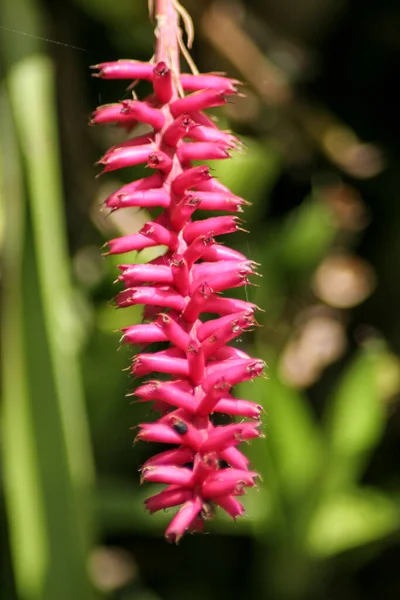 Ein Vertikaler Schuss Spinnenblume — Stockfoto