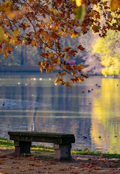 Plan Vertical Banc Béton Bord Lac Entouré Arbres Aux Feuilles — Photo