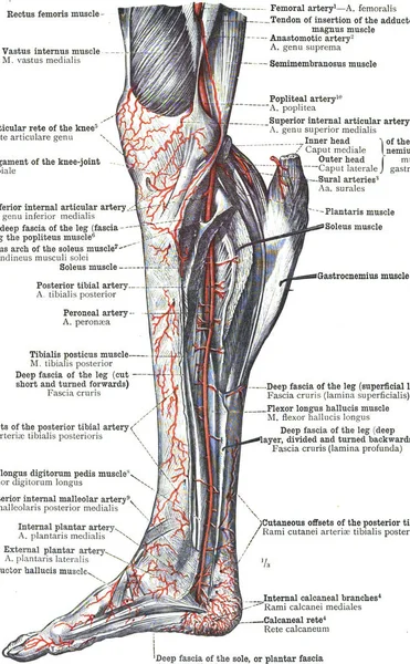 Die Anatomie Der Vorderen Schienbeinarterie — Stockfoto