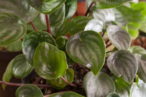 Sebuah Gambar Closeup Dari Pot Tanaman Rumah Peperomia — Stok Foto