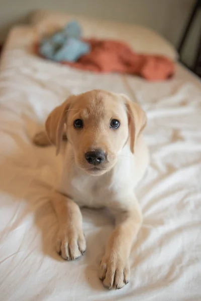 Tiro Foco Seletivo Vertical Adorável Labrador Retriever — Fotografia de Stock