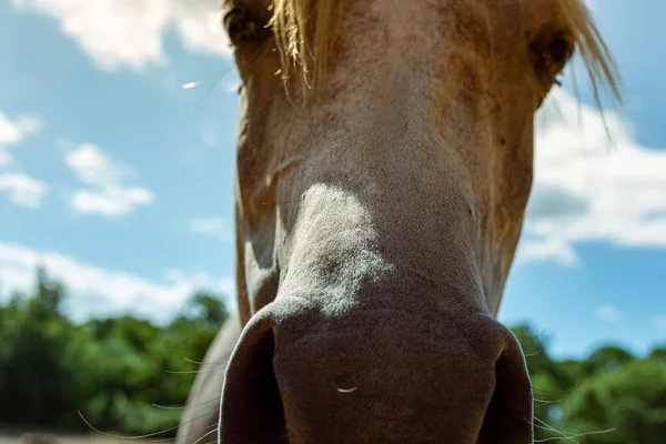 Snout Horse Pasture — Stock Photo, Image