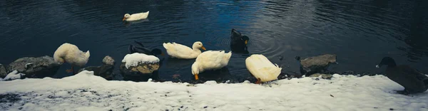 Eine Nahaufnahme Der Amerikanischen Pekinente Die Auf Dem Teich Schwimmt — Stockfoto