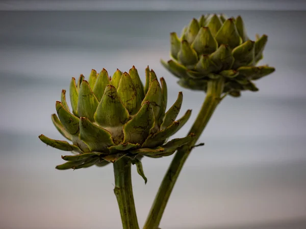 Pétalos Alcachofa Cynara Cardunculus Frente Fondo Gris Blanco Estructurado —  Fotos de Stock