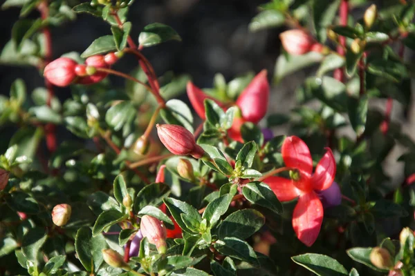 Een Selectieve Focus Shot Van Rode Knoppen Van Een Bush — Stockfoto