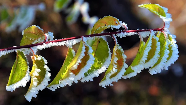 Ein Selektiver Fokusschuss Frostiger Blätter Auf Einem Ast — Stockfoto