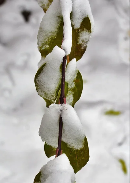 Uno Scatto Selettivo Foglie Ricoperte Neve — Foto Stock