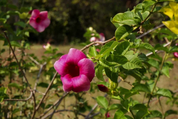 Primo Piano Hollyhocks — Foto Stock