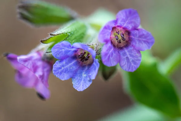 Macro Shot Purple Lungwort Flowers Blurry Background — Stock Photo, Image