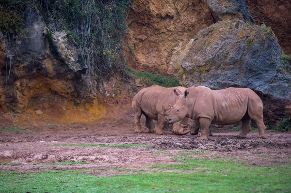 칸타브리아의 공원에서 식하는 코뿔소 — 스톡 사진