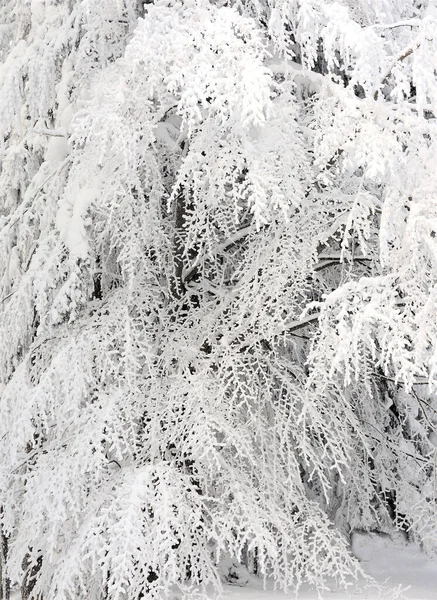 Vertikální Záběr Větví Stromů Pokrytých Mrazem — Stock fotografie