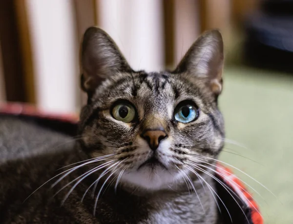 Close Foco Seletivo Gato Com Belos Olhos Heterocromáticos — Fotografia de Stock