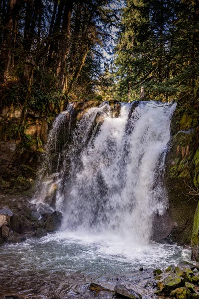 森の木々や植物に囲まれた滝の垂直ショット — ストック写真