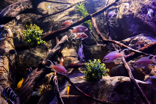 Uma Vista Peixes Variados Aquário Tropical — Fotografia de Stock