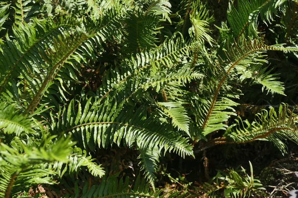 Primer Plano Hojas Helecho Verde Seattle Garden —  Fotos de Stock