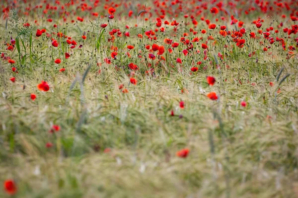Beautiful View Poppies Mea — Stock Photo, Image