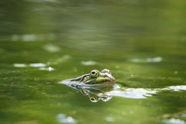 緑の水の中でカエルのクローズアップショット カエルが海で泳いでいる — ストック写真