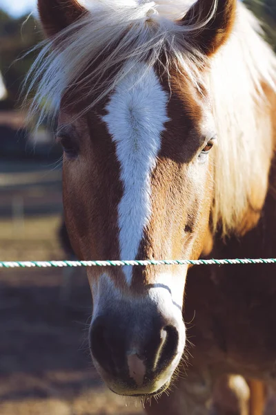 Gros Plan Vertical Cheval Brun Avec Une Bande Blanche Sur — Photo