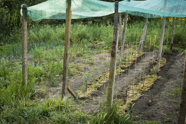 Een Landbouwgebied Met Groeiende Planten — Stockfoto