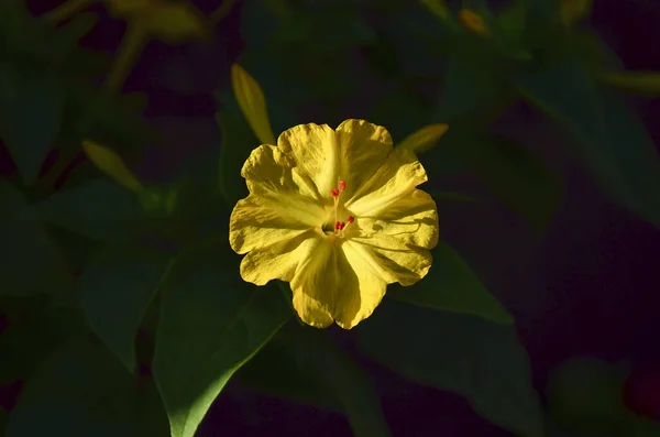 Colpo Centro Selettivo Fiore Giallo Mirabilis Jalapa Fiore Alle Quattro — Foto Stock