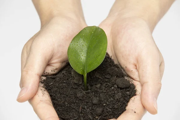 Primer Plano Las Manos Sosteniendo Suelo Una Hoja Concepto Salvar —  Fotos de Stock