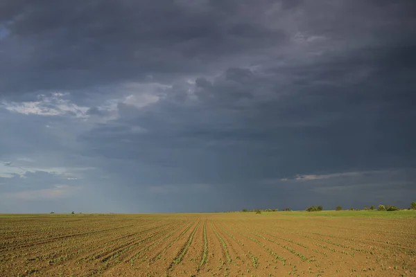 Grande Campo Agrícola Com Plantas Crescimento Capturadas Clima Tempestuoso — Fotografia de Stock