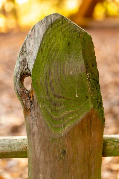 Вибірковий Фокусний Постріл Дерев Яної Дошки Паркані — стокове фото