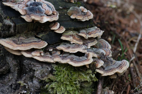 Eine Selektive Fokusaufnahme Gemusterter Pilze Auf Dem Moos Des Baumes — Stockfoto